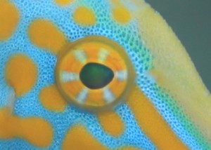 テングカワハギ　メメ
